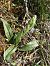 Orchis provincialis  - Vincent Marconnet