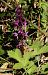Orchis mascula  - Nicole Deschaume