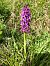 Orchis mascula (Orchis mâle) © auteur non diffusé
