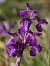 Anacamptis indet. group. morio  - Bruno Vleeschouwers