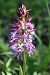 Orchis simia  - Annie Milliat