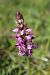 Orchis simia (Orchis singe) © Annie Milliat