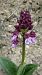 Orchis purpurea (Orchis pourpre) © Agnes Gallet