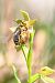 Ophrys occidentalis (Ophrys occidental) © Pierre-Eymard Biron