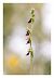 Ophrys insectifera subsp. aymoninii  - Nicolas Faulle