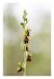 Ophrys insectifera subsp. aymoninii  - Nicolas Faulle