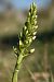 Platanthera bifolia (Platanthère à deux feuilles) © Jean Claude Bouveron