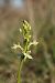 Platanthera bifolia (Platanthère à deux feuilles) © Jean Claude Bouveron