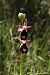 Ophrys aurelia  - Jean Claude Bouveron