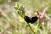 Ophrys aurelia  - Jean Claude Bouveron