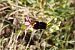 Ophrys drumana  - Jean Claude Bouveron