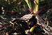 Ophrys drumana  - Jean Claude Bouveron