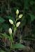 Cephalanthera damasonium (Céphalanthère pâle) © Jean Claude Bouveron