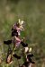 Ophrys aurelia  - Jean Claude Bouveron