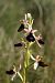 Ophrys aurelia  - Jean Claude Bouveron