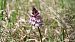 Orchis purpurea (Orchis pourpre) © Michel Decremps