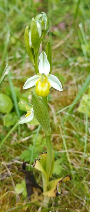 Ophrys apifera f. chlorantha 