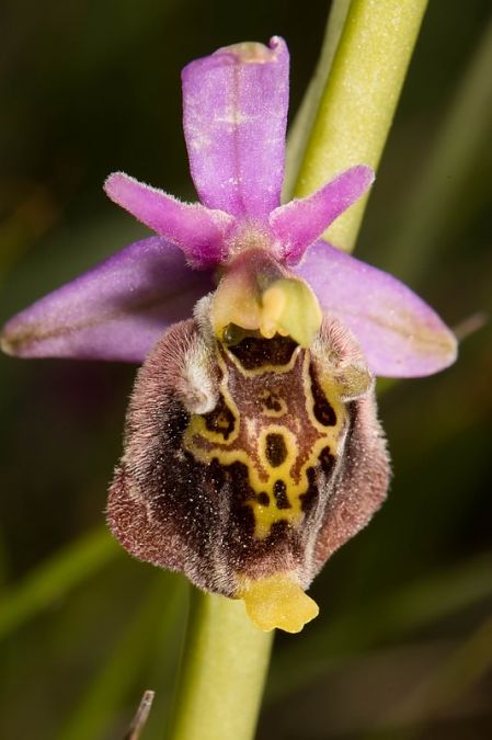 Ophrys fuciflora subsp. druentica  - Cyril Blanc