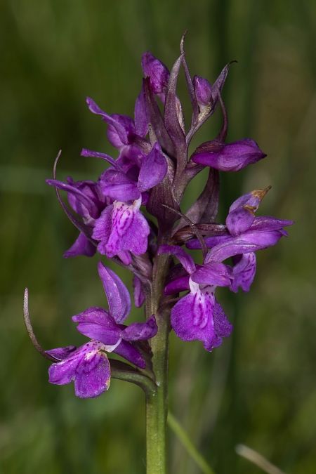 Dactylorhiza angustata  - Cyril Blanc