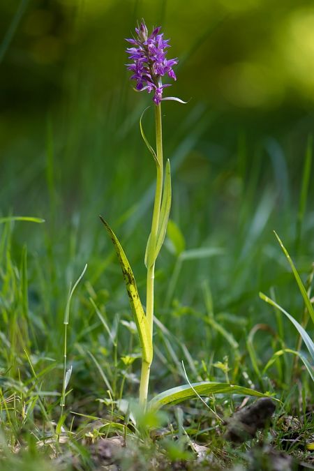 Dactylorhiza angustata  - Cyril Blanc