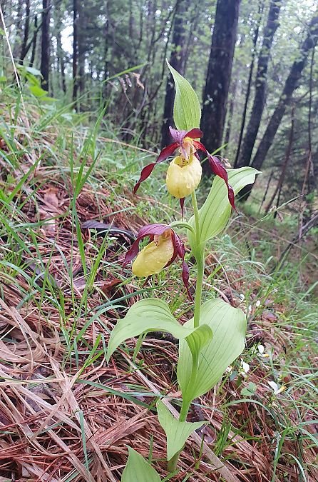 Cypripedium calceolus  - Gilles Grobel