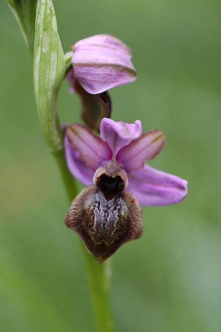 Ophrys aveyronensis  - Ghislain Constans