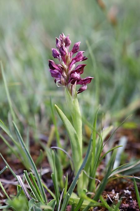 Anacamptis coriophora  - Ghislain Constans