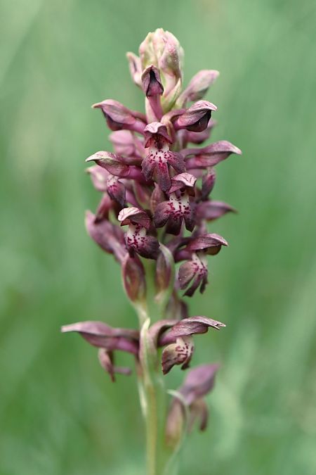 Anacamptis coriophora  - Ghislain Constans