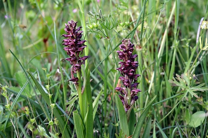 Anacamptis coriophora  - Ghislain Constans