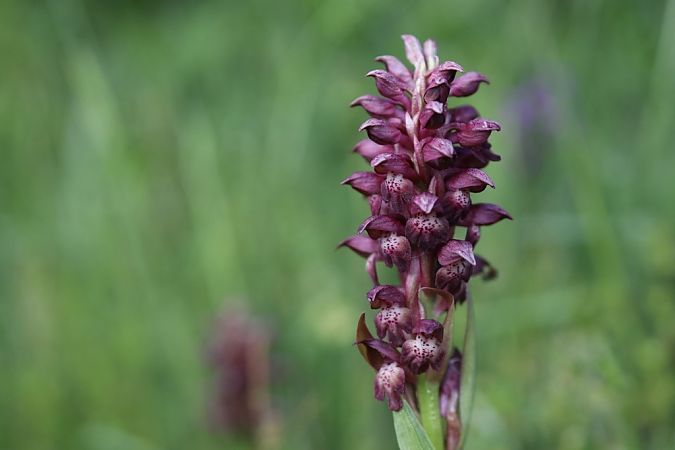 Anacamptis coriophora  - Ghislain Constans