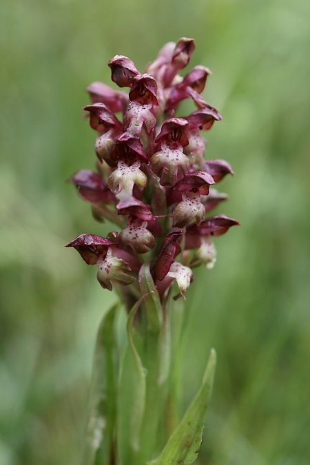 Anacamptis coriophora  - Ghislain Constans