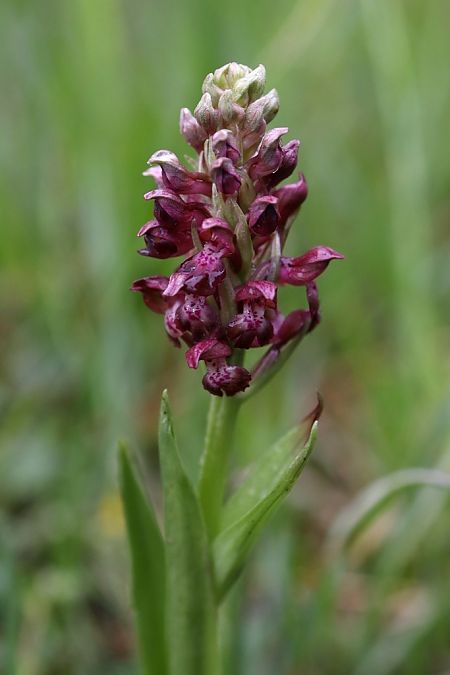 Anacamptis coriophora  - Ghislain Constans