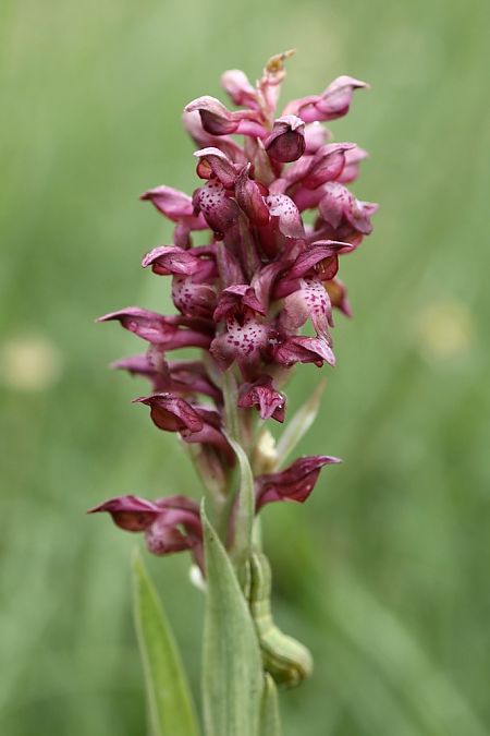 Anacamptis coriophora  - Ghislain Constans