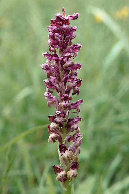 Anacamptis coriophora  - Ghislain Constans