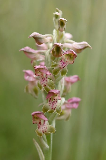 Anacamptis coriophora  - Ghislain Constans