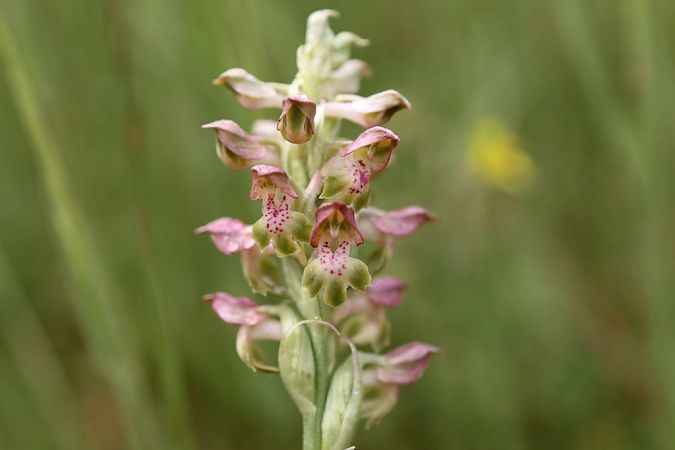 Anacamptis coriophora  - Ghislain Constans