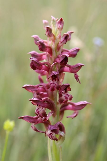 Anacamptis coriophora  - Ghislain Constans