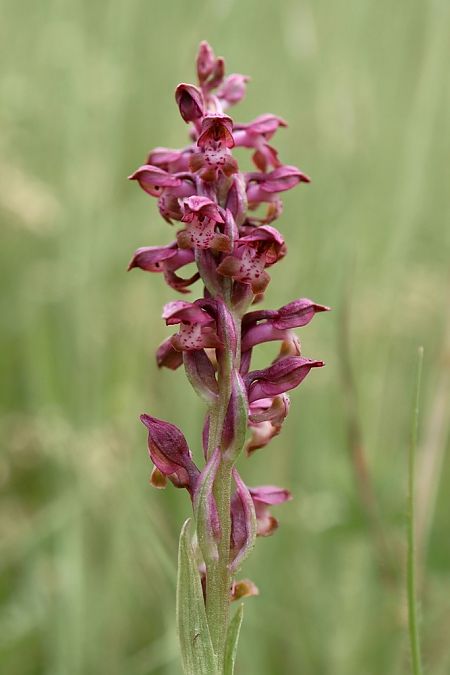 Anacamptis coriophora  - Ghislain Constans