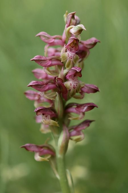 Anacamptis coriophora  - Ghislain Constans