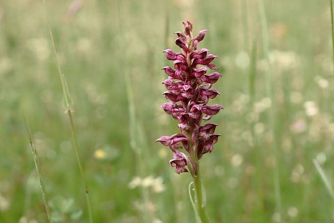 Anacamptis coriophora  - Ghislain Constans