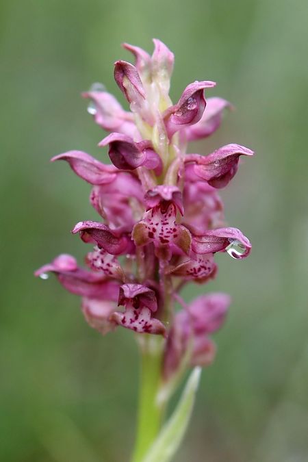 Anacamptis coriophora  - Ghislain Constans