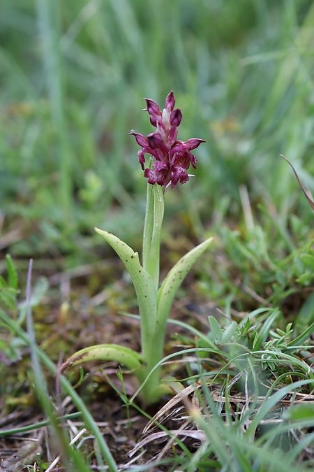 Anacamptis coriophora  - Ghislain Constans