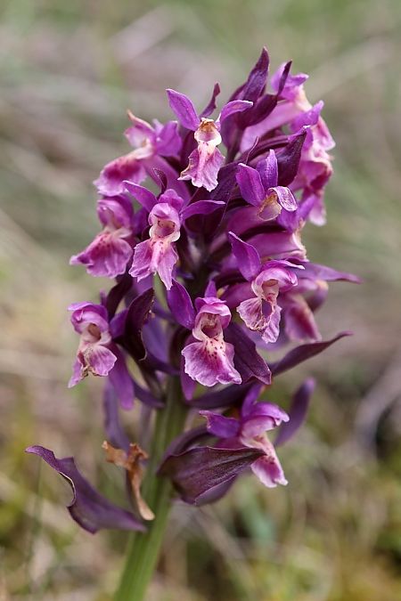 Dactylorhiza sambucina f. zimmermanii  - Ghislain Constans