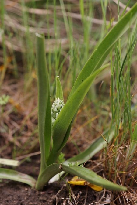 Anacamptis coriophora  - Ghislain Constans