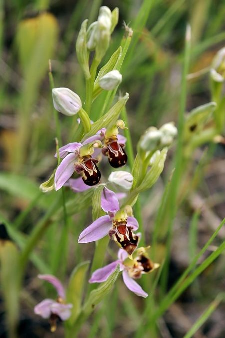 Ophrys apifera var. curviflora  - Ghislain Constans