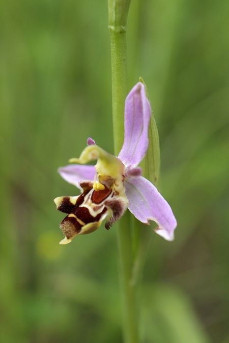 Ophrys apifera var. curviflora  - Ghislain Constans