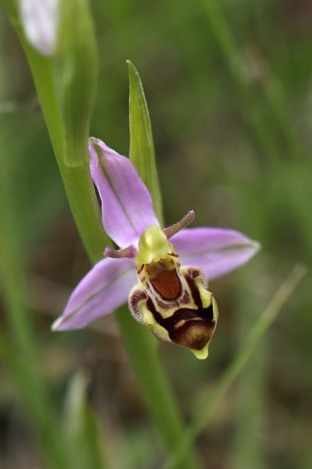 Ophrys apifera var. curviflora  - Ghislain Constans