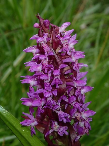 Dactylorhiza incarnata  - François Rolland