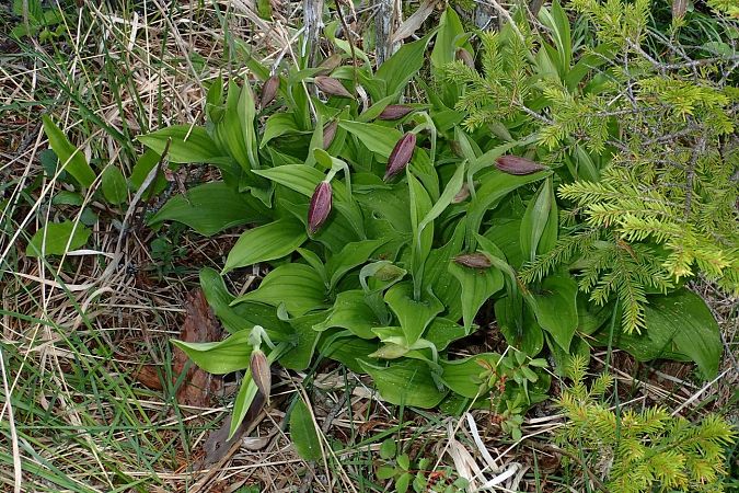 Cypripedium calceolus  - François Rolland