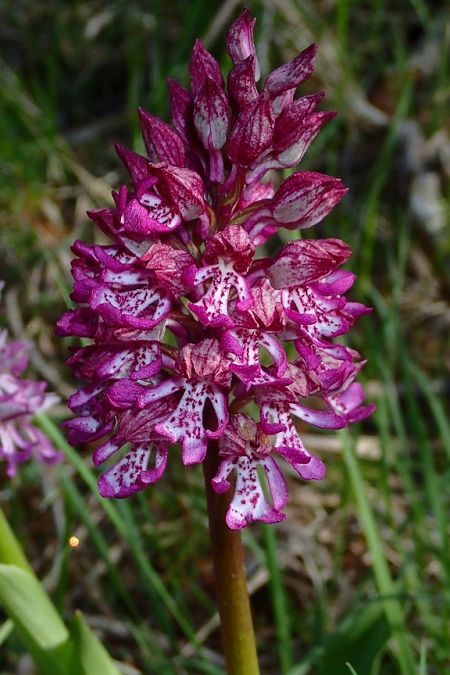 Orchis purpurea  - François Rolland